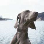 invoxia - GPS Pet Tracker - Image 3