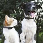 invoxia - GPS Pet Tracker - Image 4