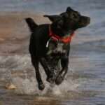 invoxia - GPS Pet Tracker - Image 10